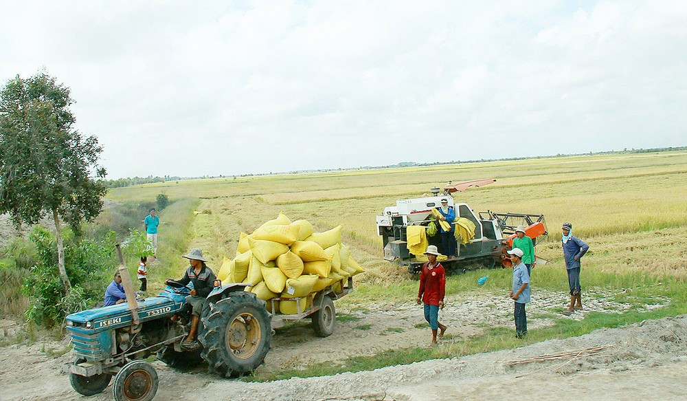 Farmers harvest rice in Hon Dat District, Kien Giang Province (Photo: SGGP) Farmers harvest rice in Hon Dat District, Kien Giang Province (Photo: SGGP)